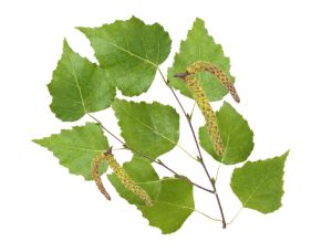 1028912_318737_nordische_birke.jpg